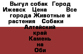 Выгул собак. Город Ижевск › Цена ­ 150 - Все города Животные и растения » Собаки   . Алтайский край,Камень-на-Оби г.